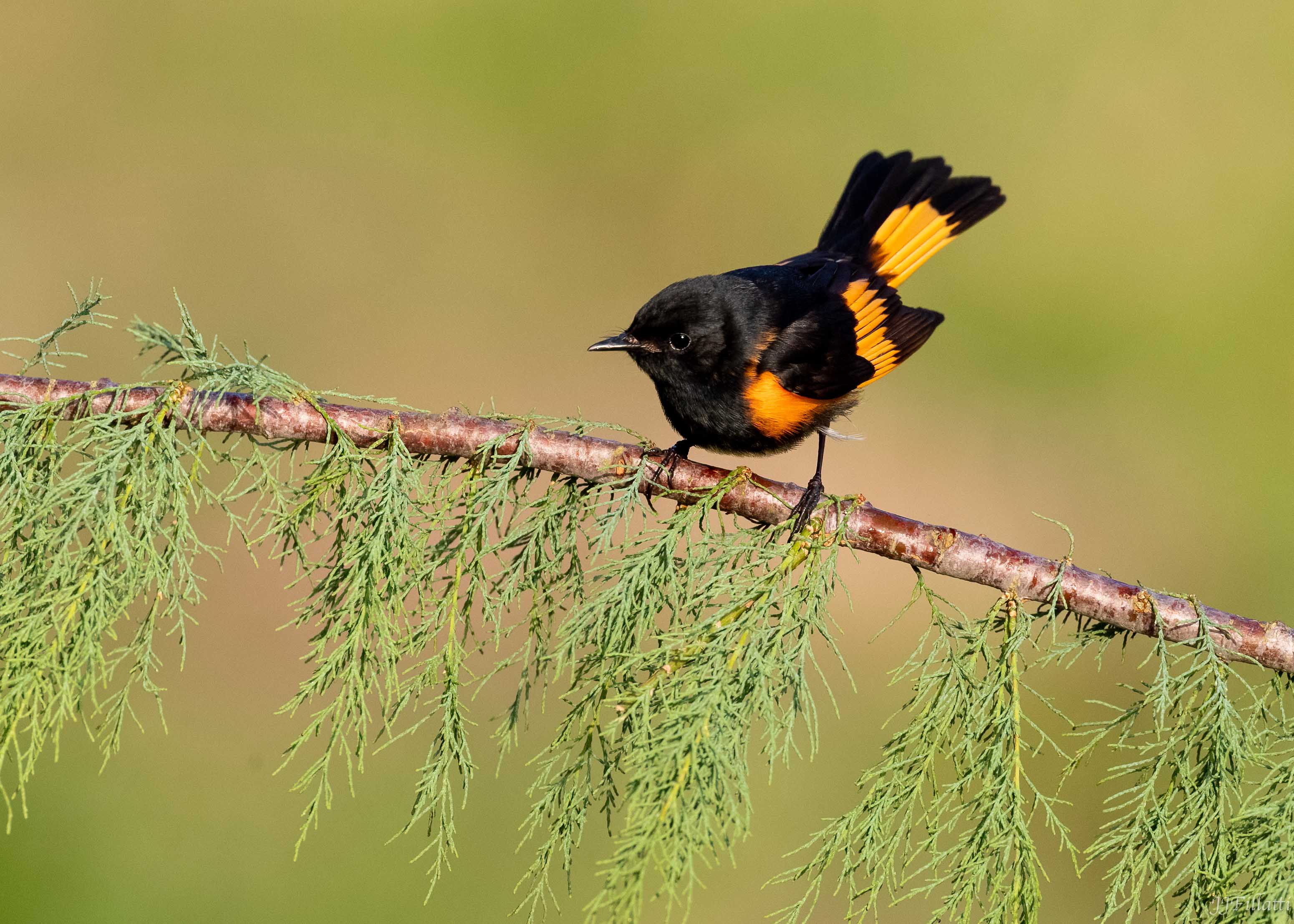 bird of Galveston Island image 7